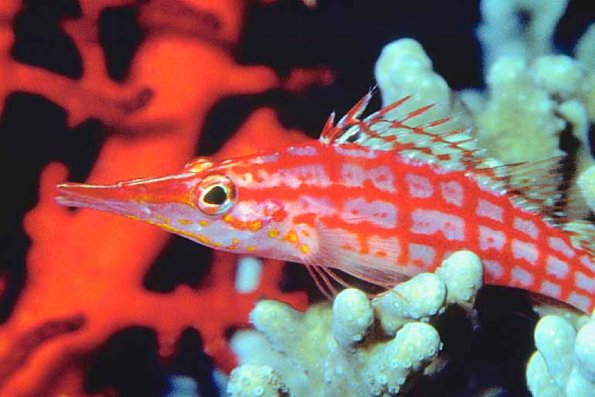 Tropical Sea Life 0029
