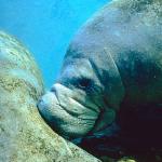 Tropical Sea Life 0036