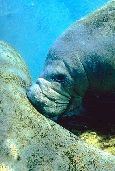 Tropical Sea Life 0036