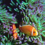 Tropical Sea Life 0042