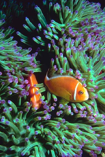 Tropical Sea Life 0042