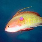 Tropical Sea Life 0048