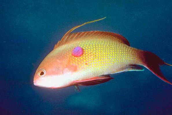 Tropical Sea Life 0048