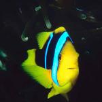 Tropical Sea Life 0060