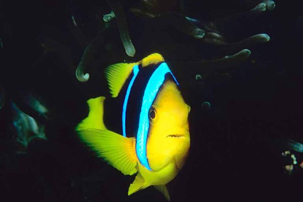 Tropical Sea Life 0060