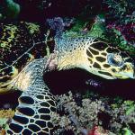 Tropical Sea Life 0079