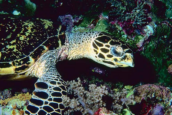 Tropical Sea Life 0079
