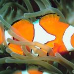 Tropical Sea Life 0080