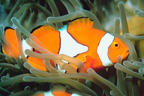Tropical Sea Life 0080