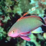Tropical Sea Life 0081