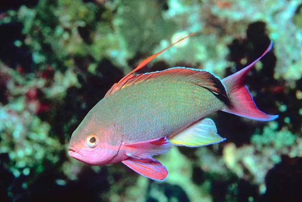 Tropical Sea Life 0081