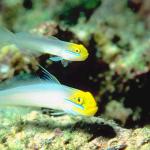 Tropical Sea Life 10