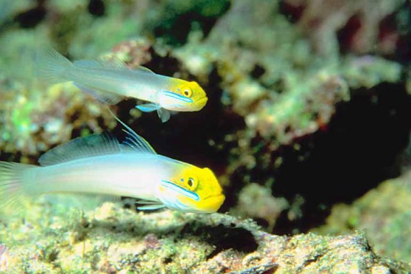 Tropical Sea Life 10
