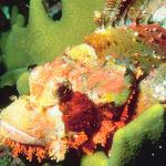 Tropical Sea Life 16