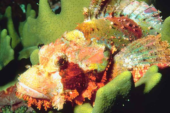 Tropical Sea Life 16