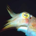 Tropical Sea Life 18