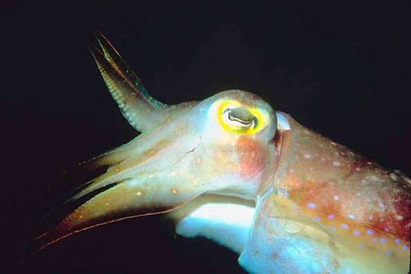 Tropical Sea Life 18