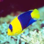 Tropical Sea Life 22