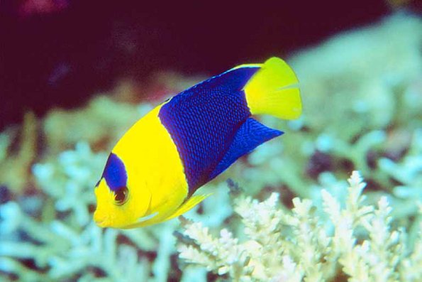 Tropical Sea Life 22