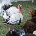 Turkey in field with herd of goats c uid 1181442