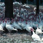 Turkeys  Charlevoix Baie St Paul uid 1046219