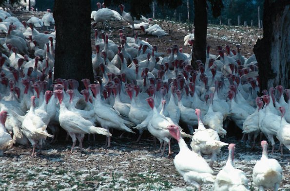 Turkeys  Charlevoix Baie St Paul uid 1046219