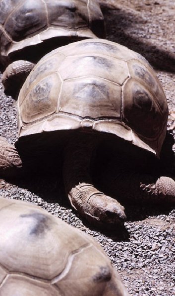 Turtle Race uid 1044462