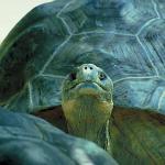 Turtle close up an 2