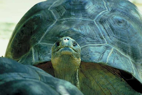 Turtle close up an 2