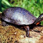 Turtle on log c10948