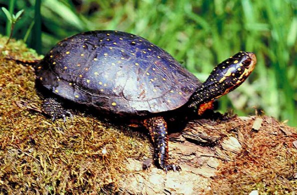 Turtle on log c10948