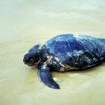 Turtle on wet sand