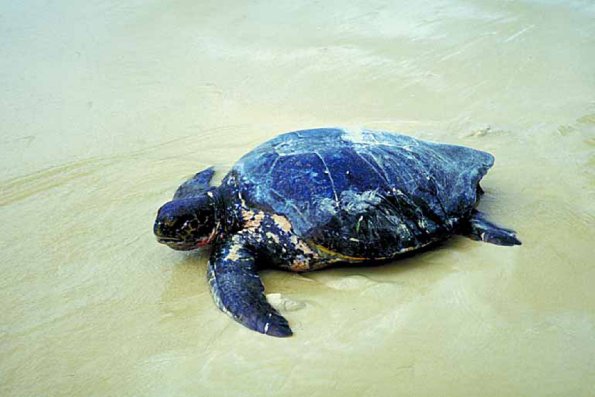 Turtle on wet sand