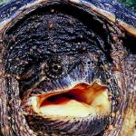Turtle peeking out of shell