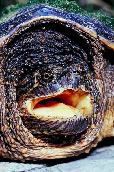 Turtle peeking out of shell