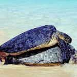 Turtles climbing on each other an 2