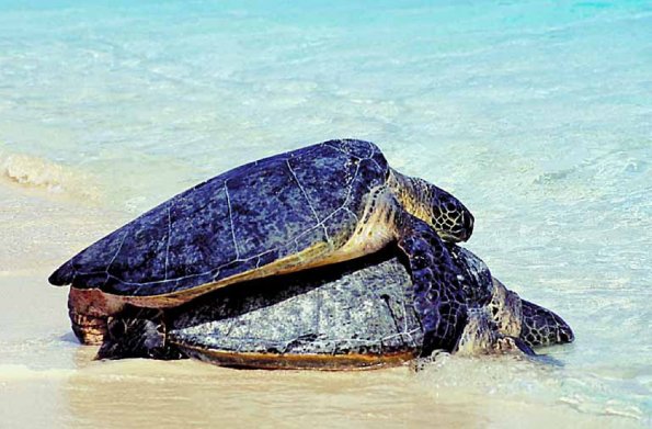 Turtles climbing on each other an 2
