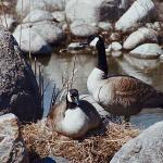 Two Canadian geese