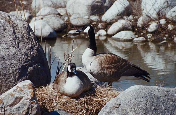Two Canadian geese