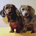 Two Dachshunds on yellow table
