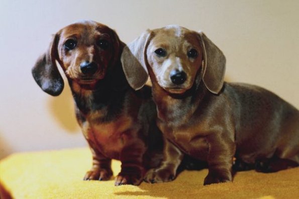 Two Dachshunds on yellow table