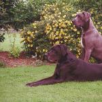 Two Great Danes sitting on lawn uid 1006307