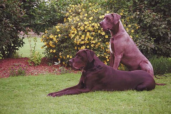 Two Great Danes sitting on lawn uid 1006307