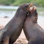 Two Harbor seals fighting uid 1012751