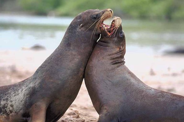 Two Harbor seals fighting uid 1012751