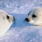 Two Harp seals facing each other