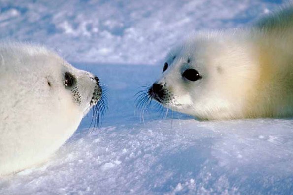 Two Harp seals facing each other