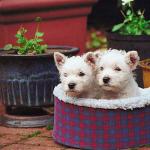 Two West Highland white terrier puppies in soft bed uid 1006276
