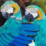 Two blue parrots an 2
