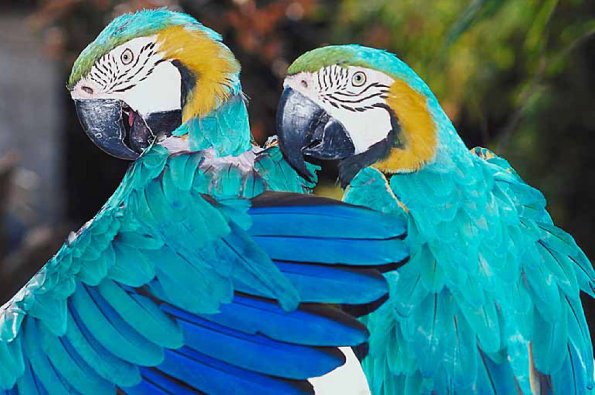Two blue parrots an 2